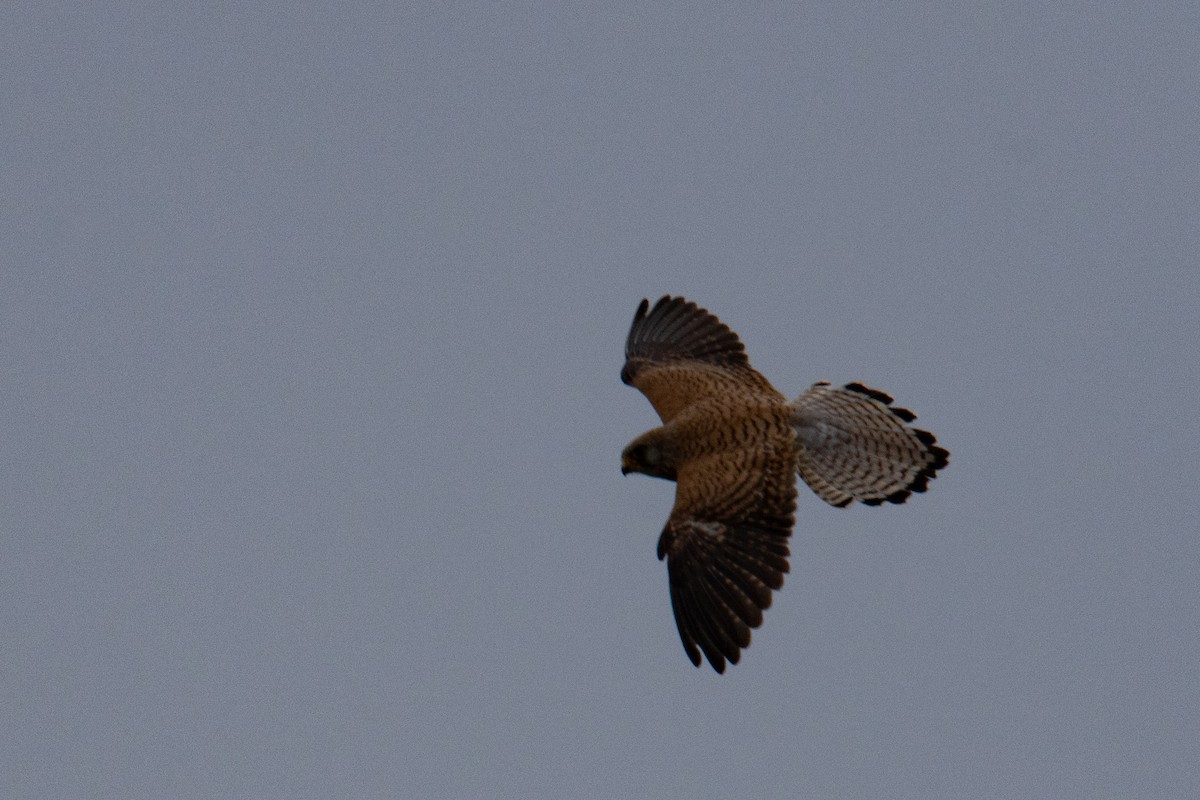 Lesser Kestrel - Detlef Stremke