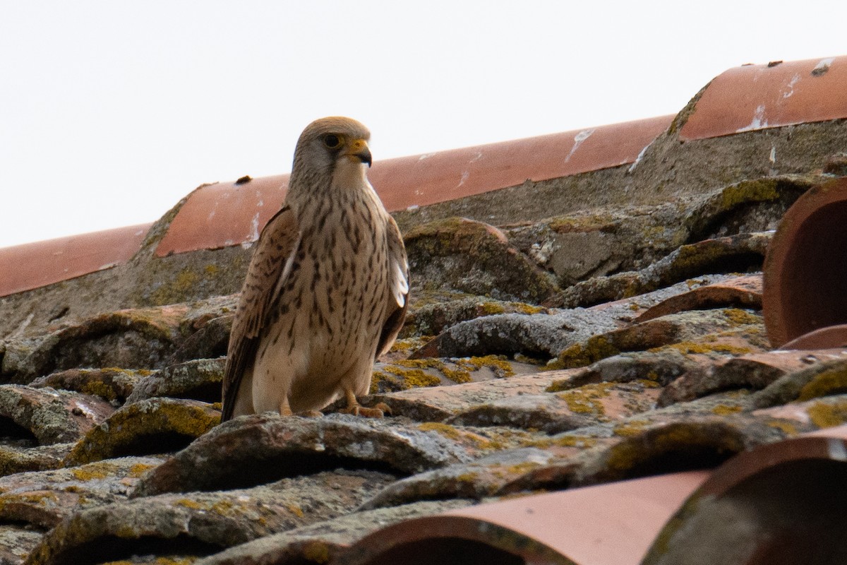 Lesser Kestrel - Detlef Stremke