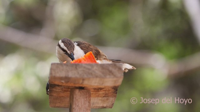 Bicolored Wren - ML611121319