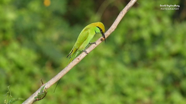 Asian Green Bee-eater - ML611121320