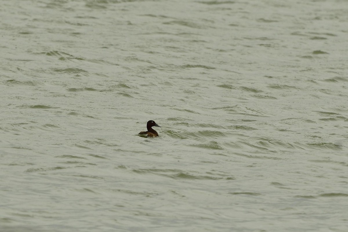 Baer's Pochard - ML611121354