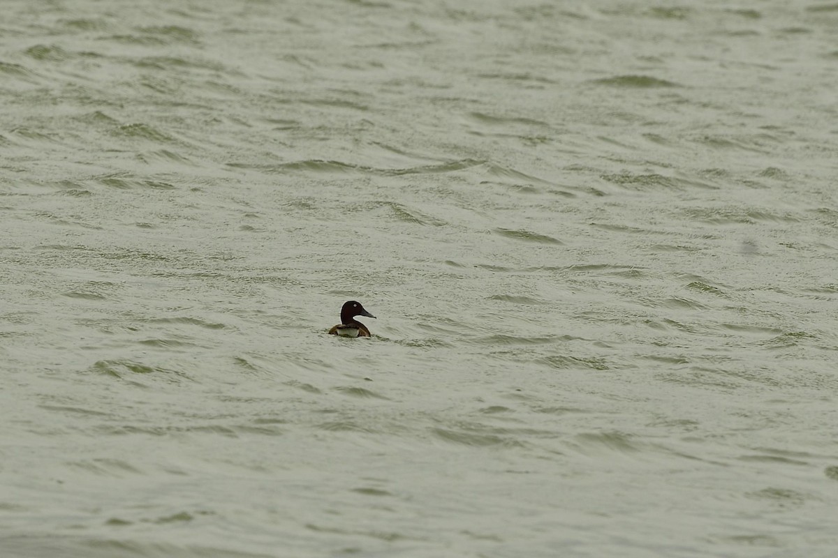 Baer's Pochard - ML611121355