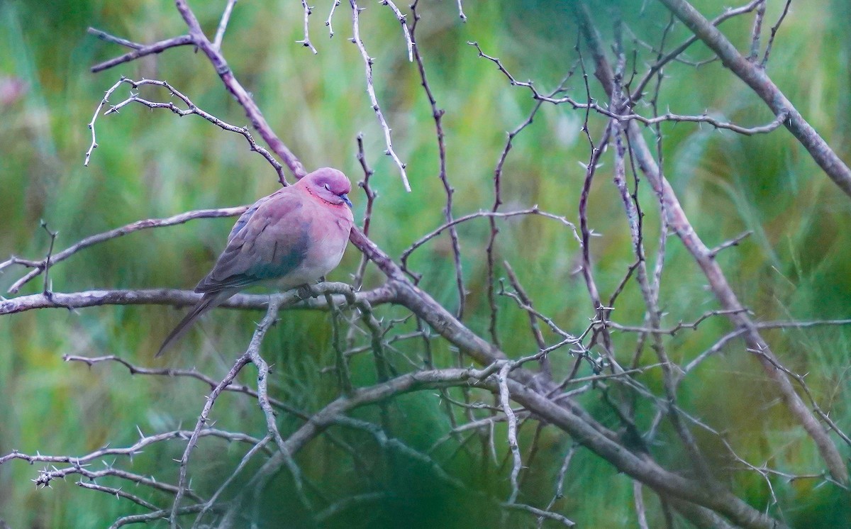 Laughing Dove - ML611121368