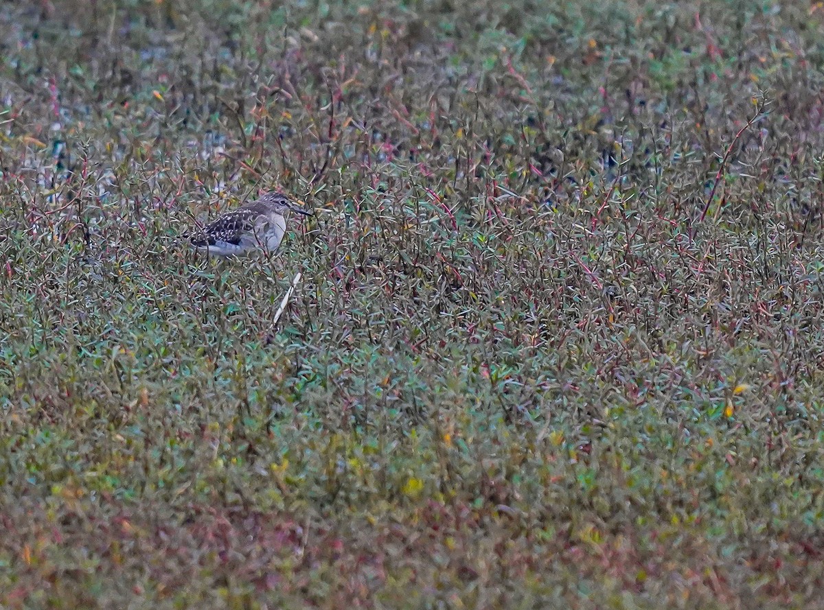 Wood Sandpiper - ML611121404