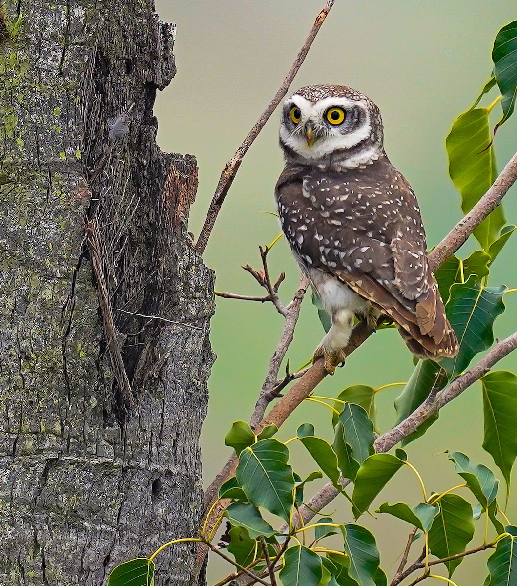 Spotted Owlet - ML611121439