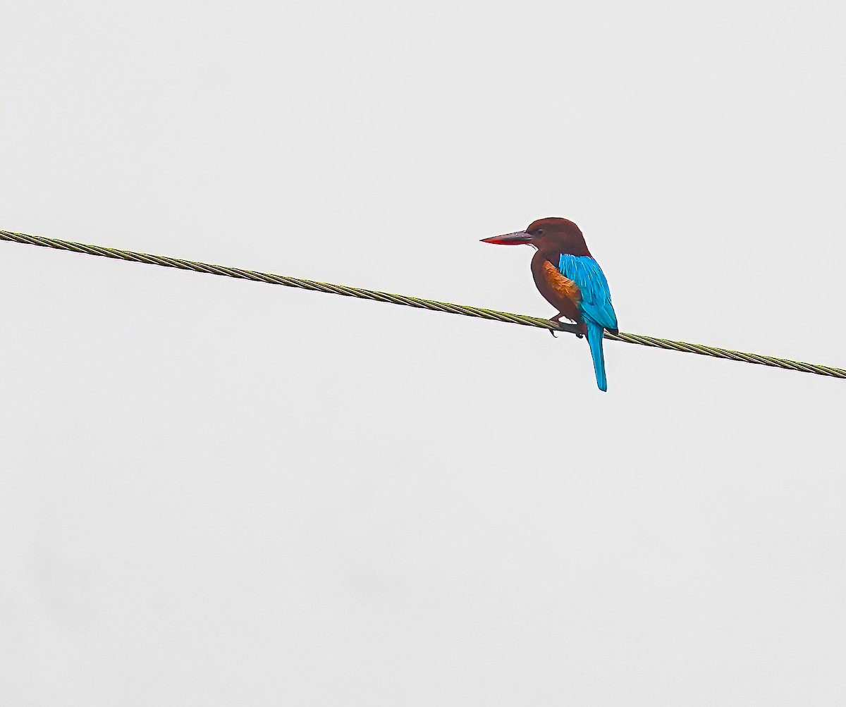 White-throated Kingfisher - ML611121446