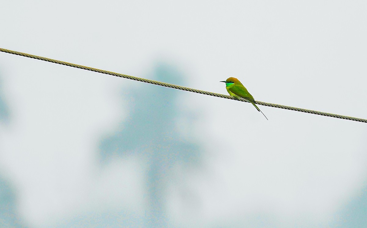 Asian Green Bee-eater - ML611121449