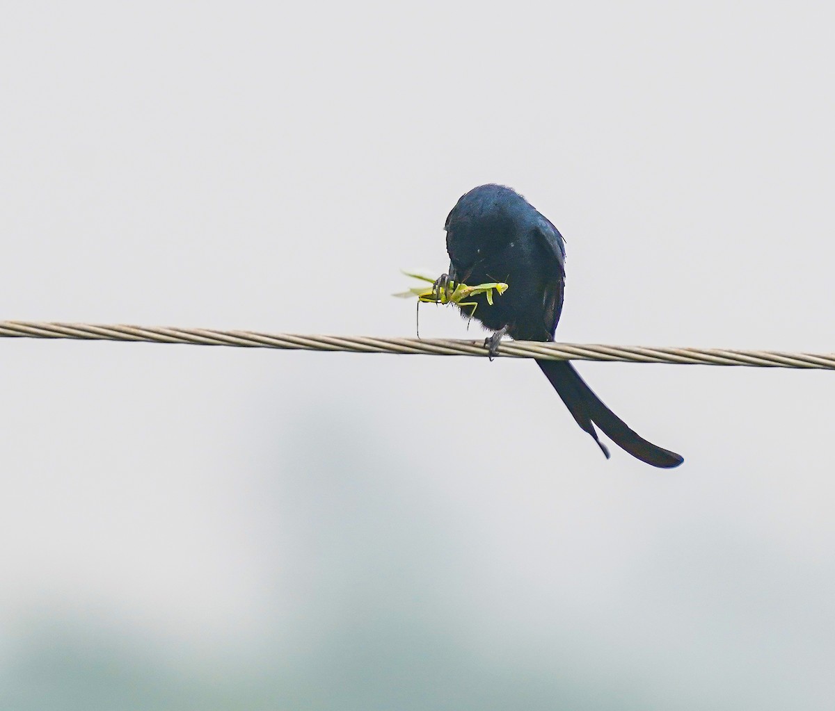 Black Drongo - ML611121466