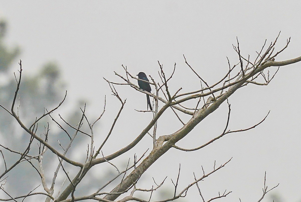 Ashy Drongo - ML611121469
