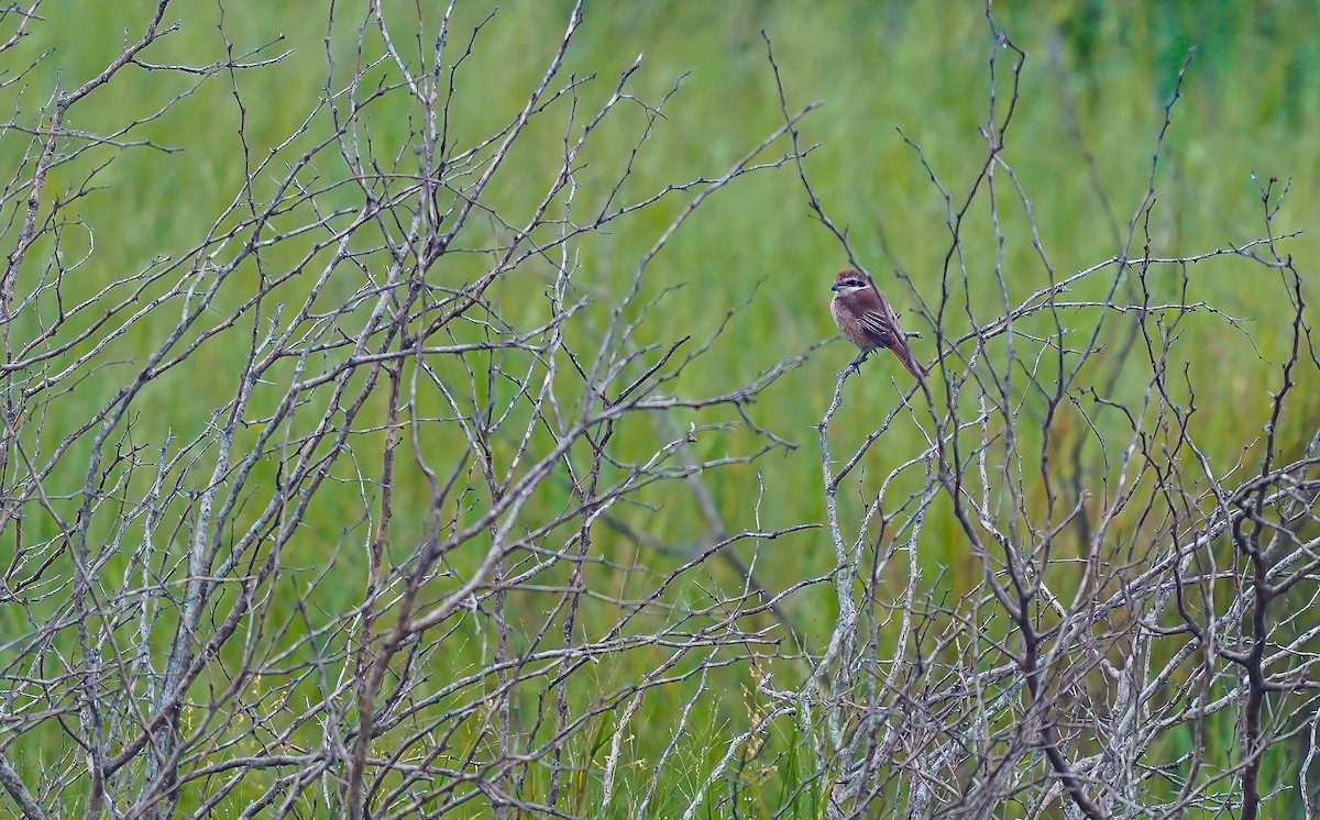 Brown Shrike - ML611121475