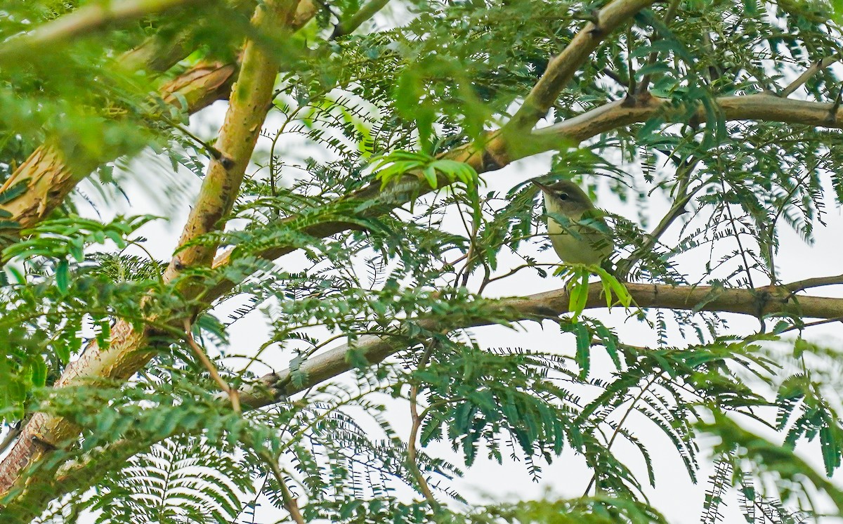 Booted Warbler - ML611121495