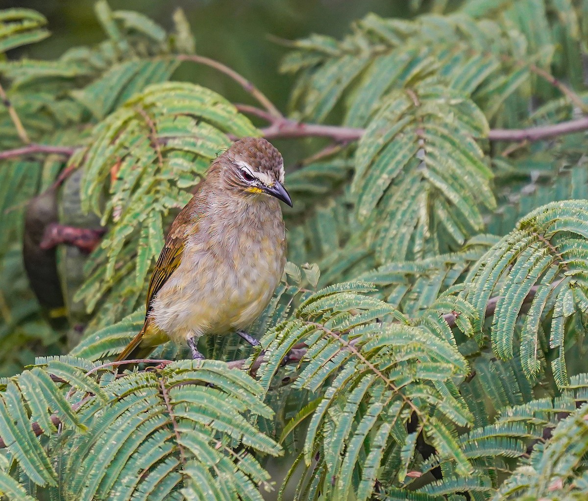 Bulbul à sourcils blancs - ML611121511