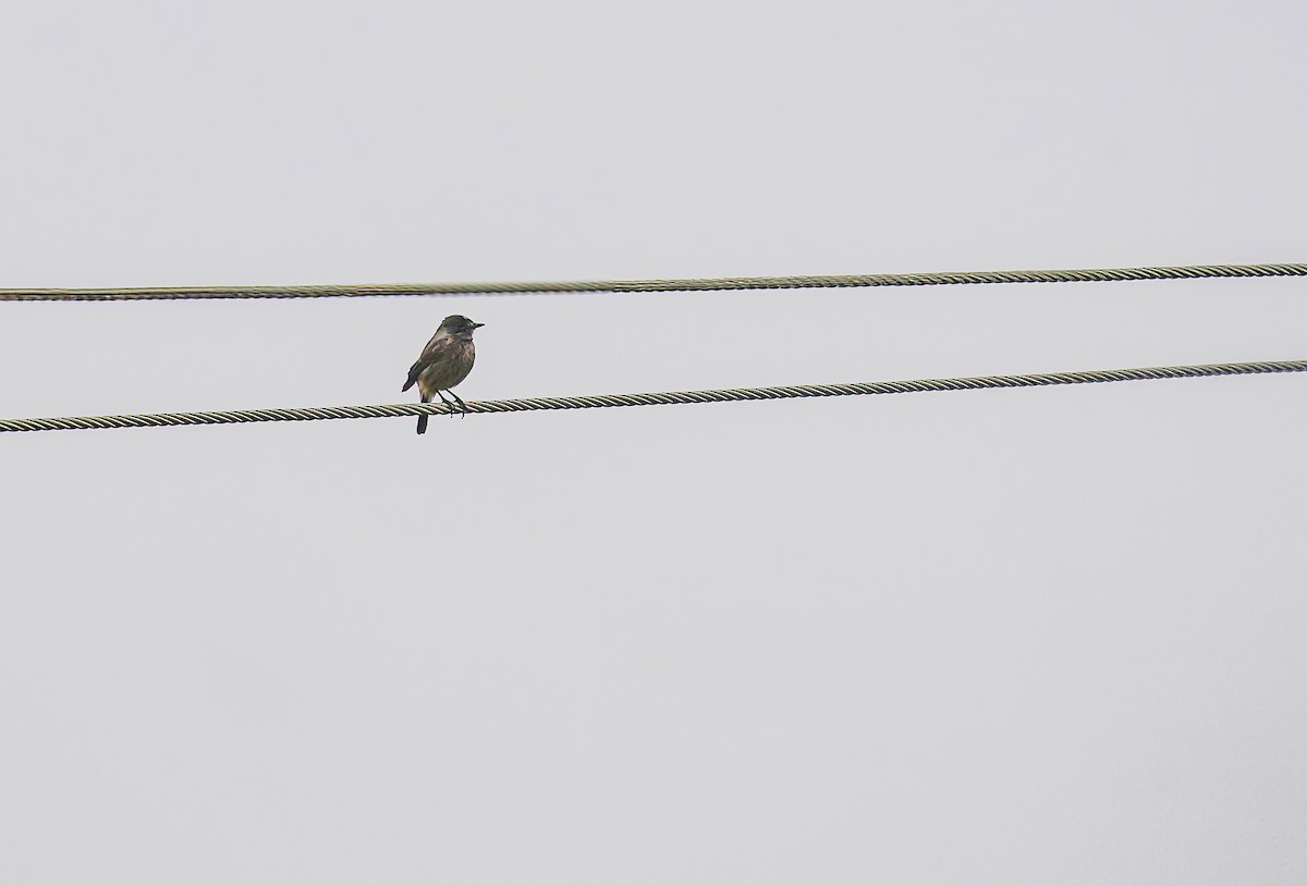 Pied Bushchat - ML611121513
