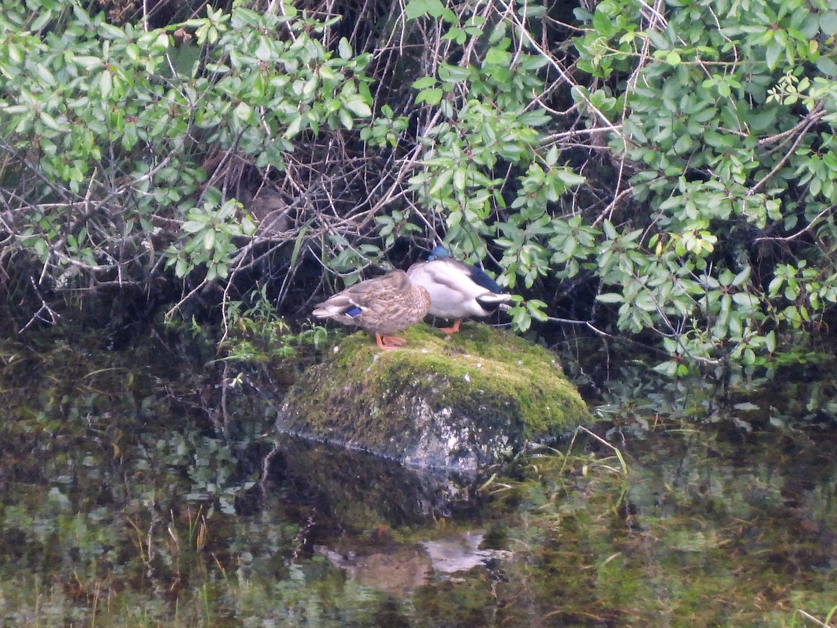 Зэрлэг нугас - ML611121537