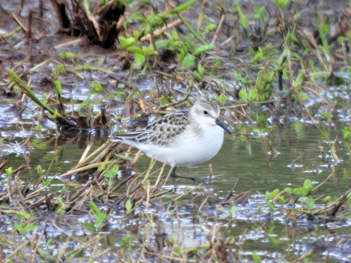 Semipalmated Sandpiper - Teresa Cohen