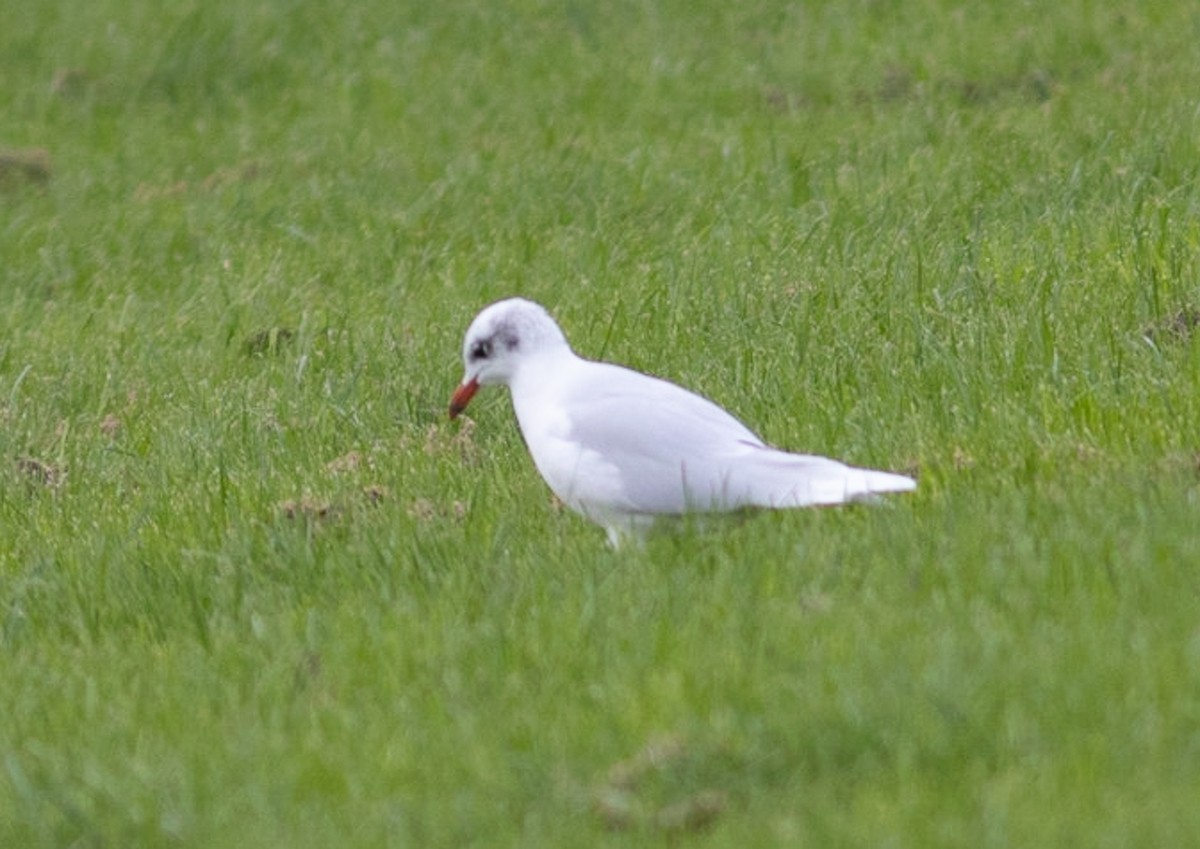 Mouette mélanocéphale - ML611121681