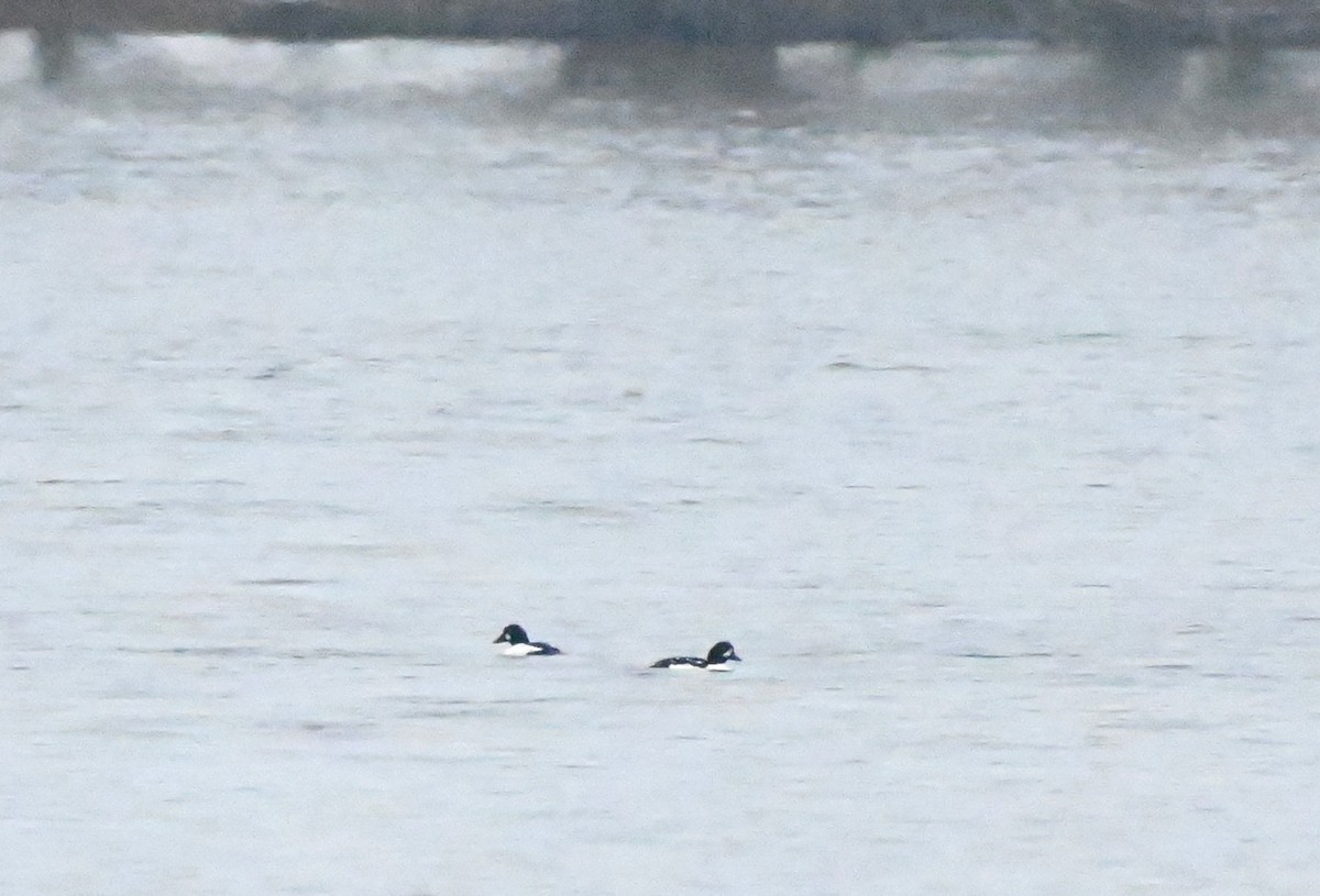 Barrow's Goldeneye - ML611121704