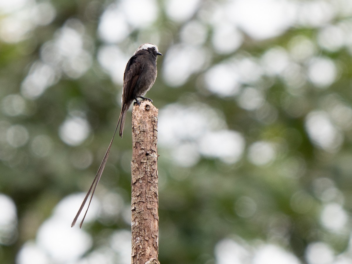 Long-tailed Tyrant - ML611121723