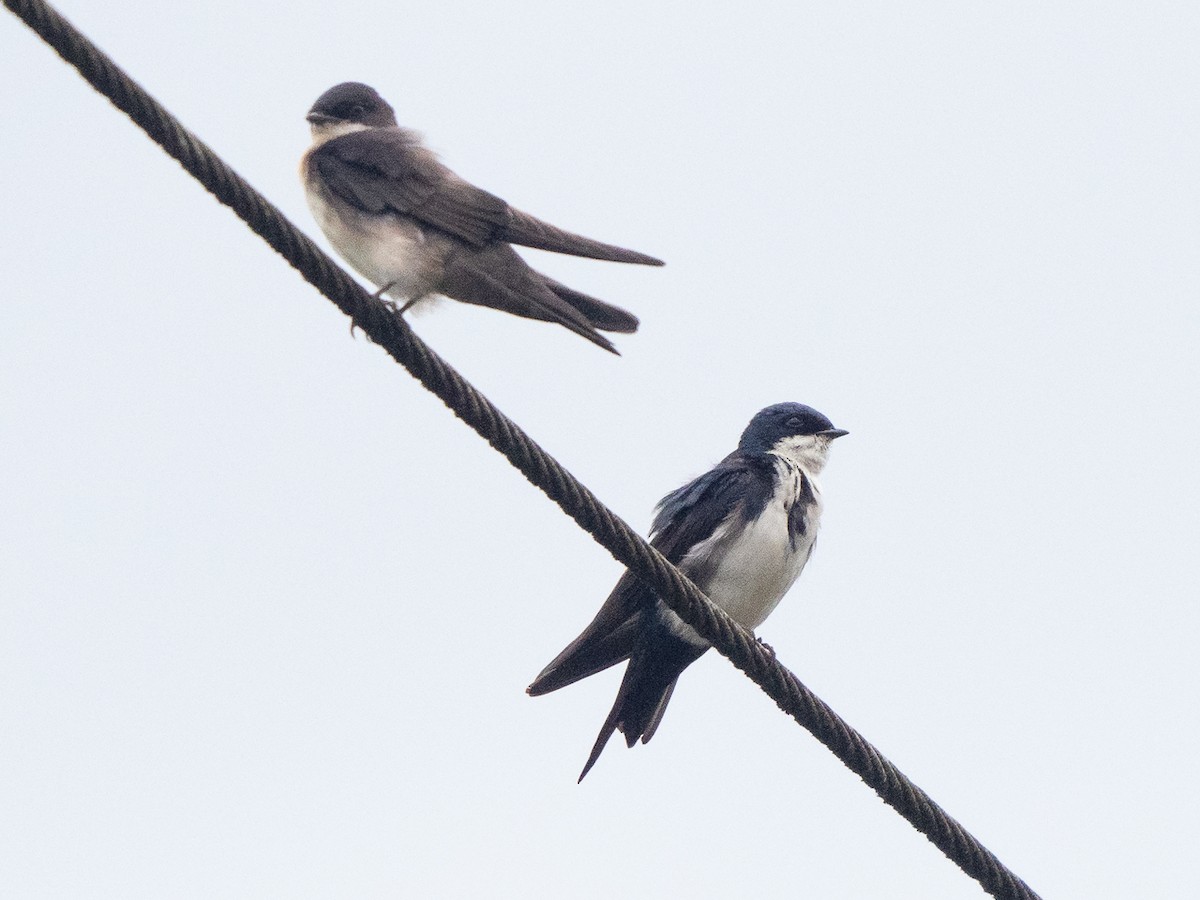 Blue-and-white Swallow - ML611121747