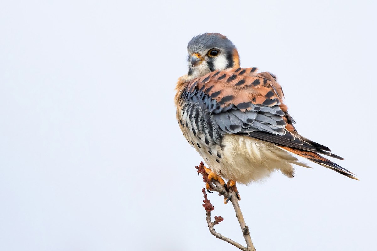 American Kestrel - ML611121797