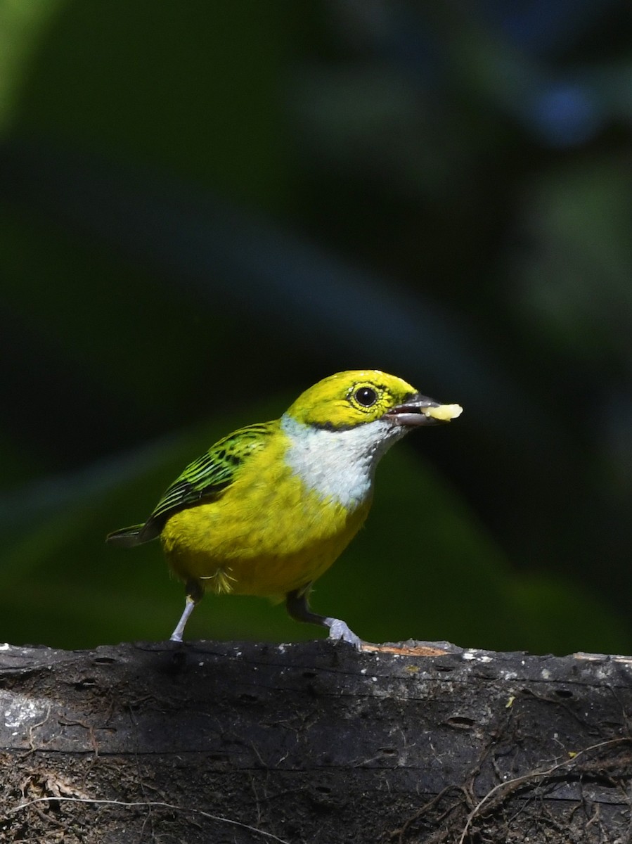 Silver-throated Tanager - ML611121895
