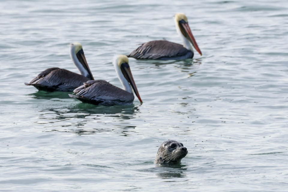 Brown Pelican - ML611121965