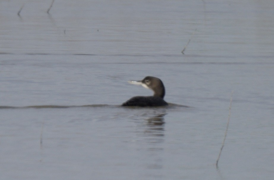 Common Loon - ML611121969