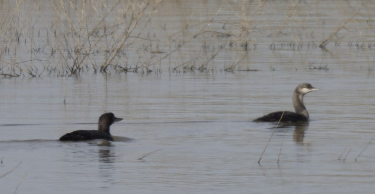 Pacific Loon - william tyrer