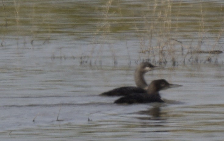 Common Loon - ML611121986