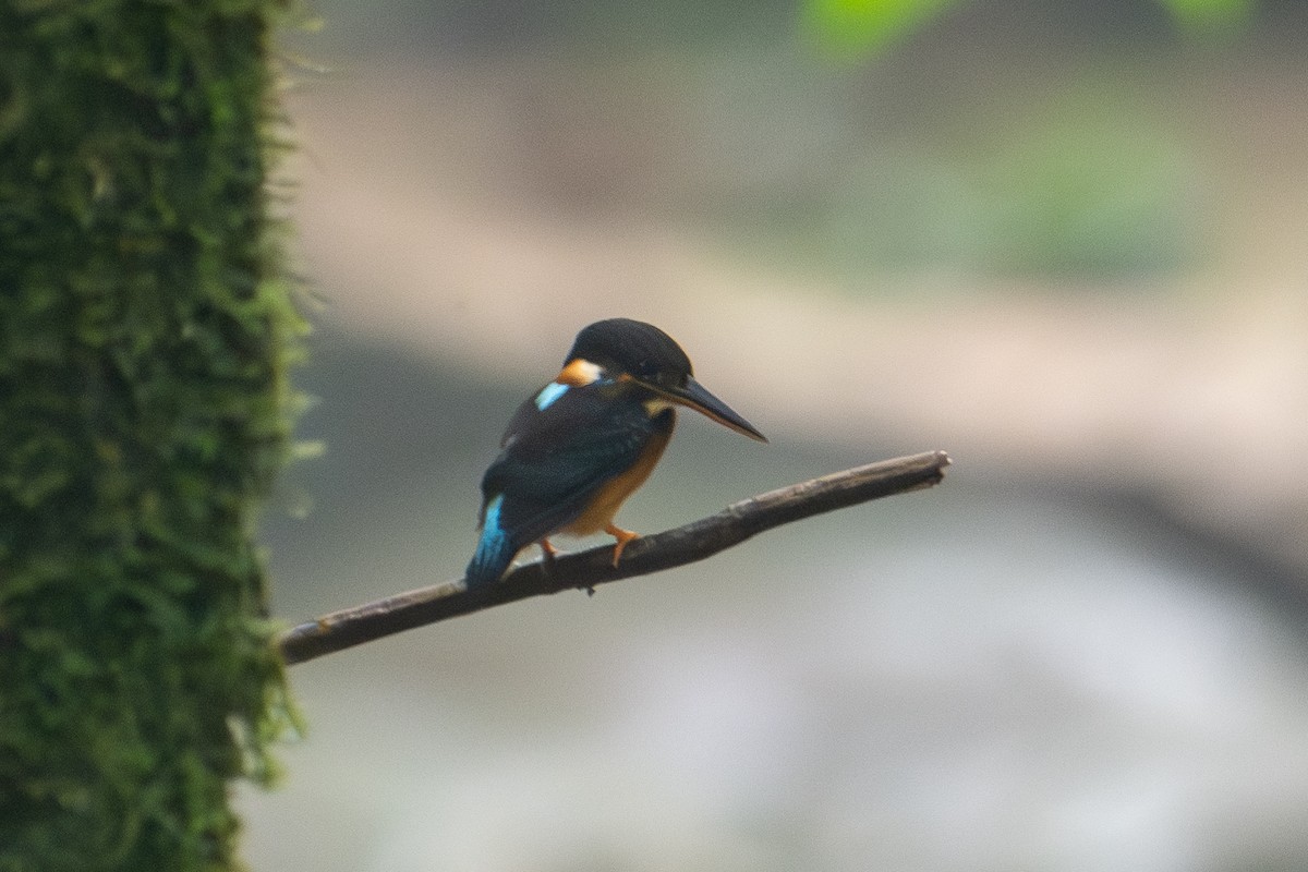 Malaysian Blue-banded Kingfisher - Morten Lisse
