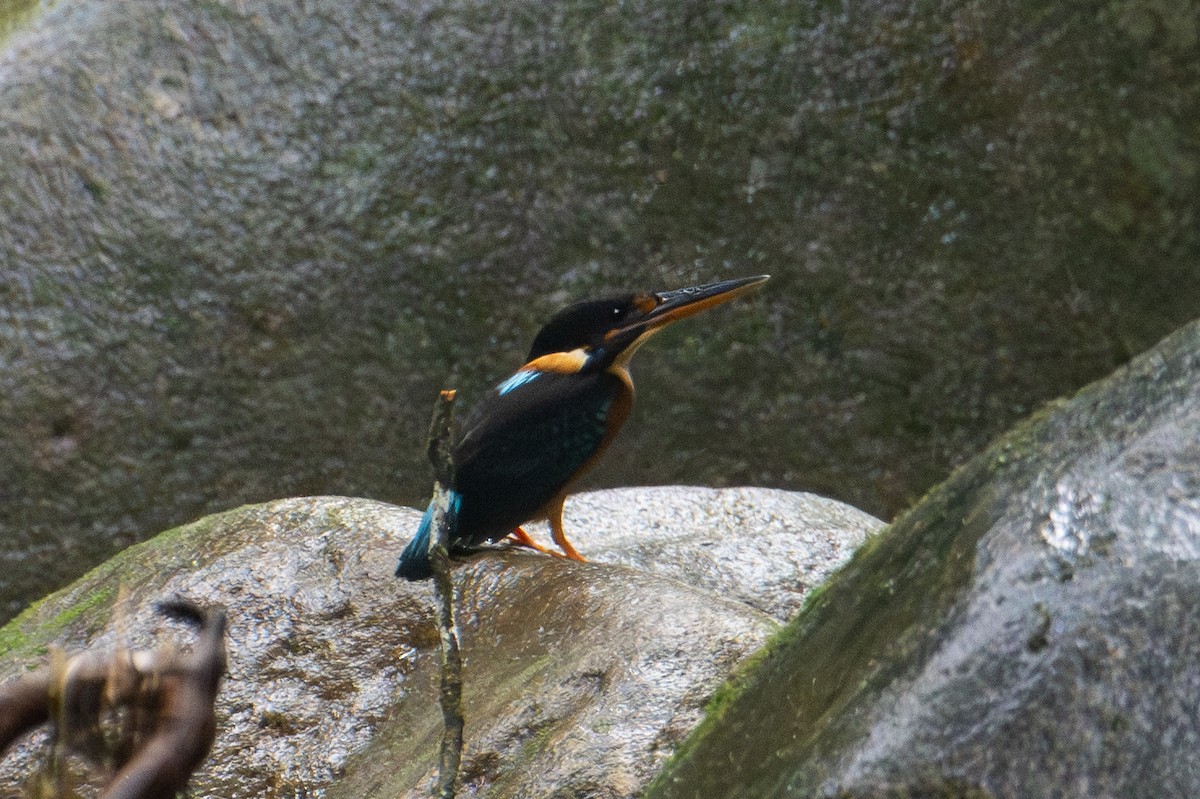 Malaysian Blue-banded Kingfisher - Morten Lisse