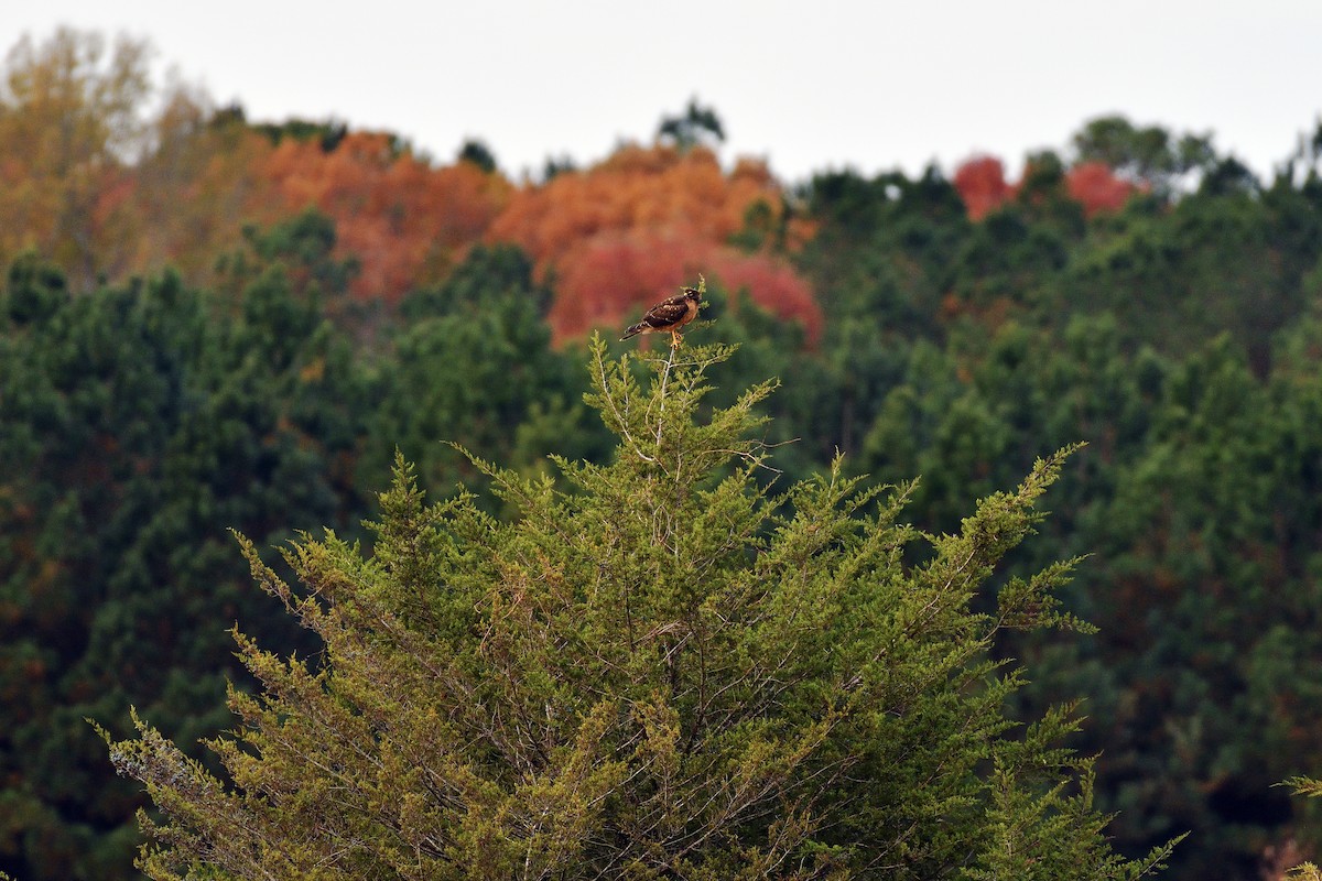 Northern Harrier - ML611122013