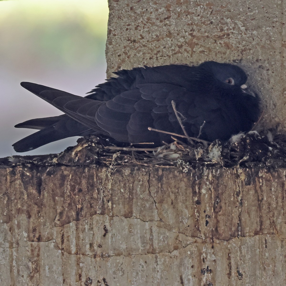 Rock Pigeon (Feral Pigeon) - ML611122168