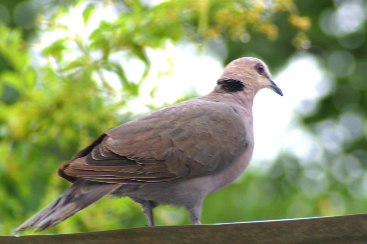 Red-eyed Dove - ML611122191