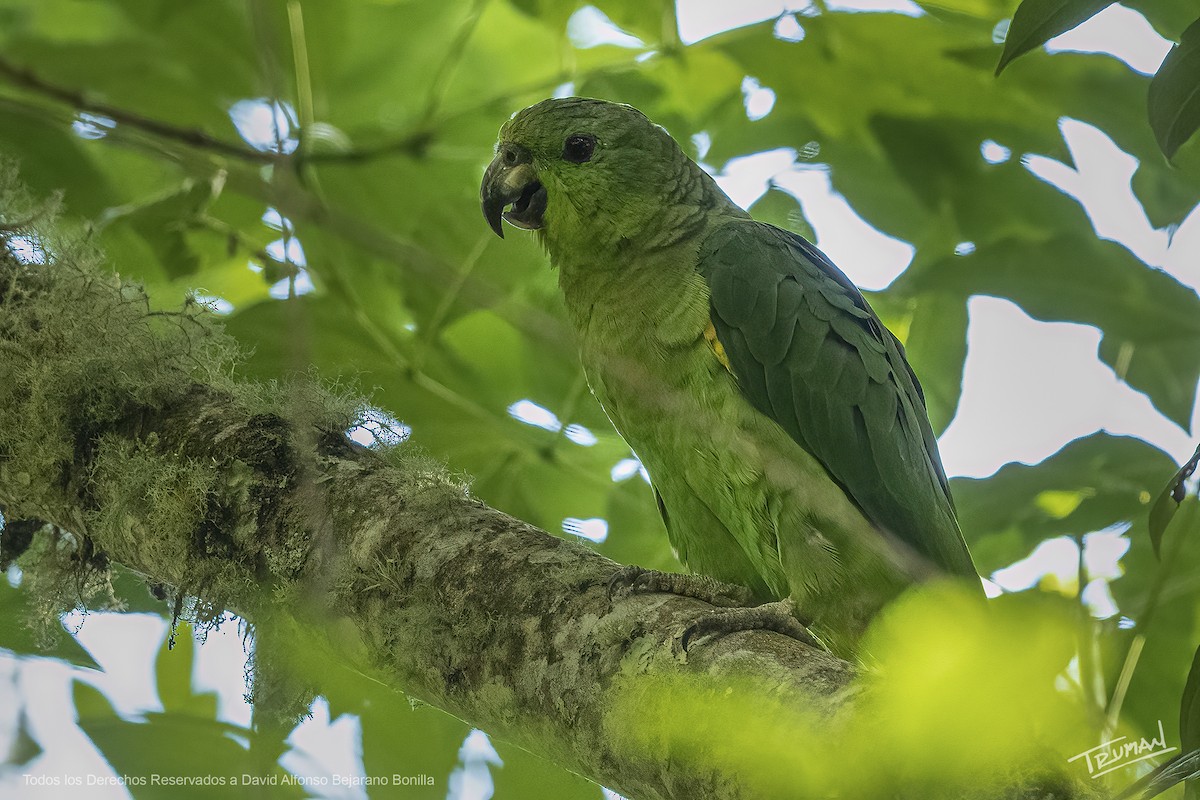 Amazona Mercenaria - ML611122205