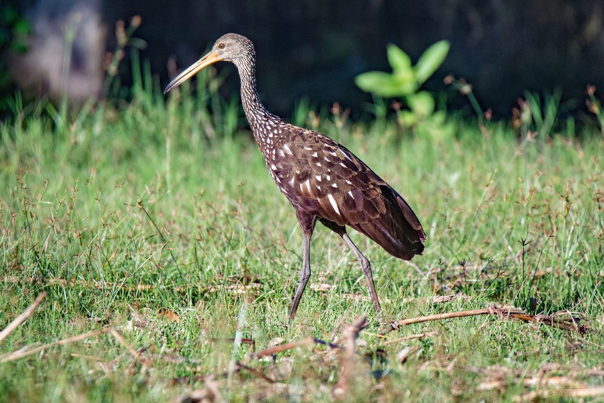 Limpkin - ML611122355