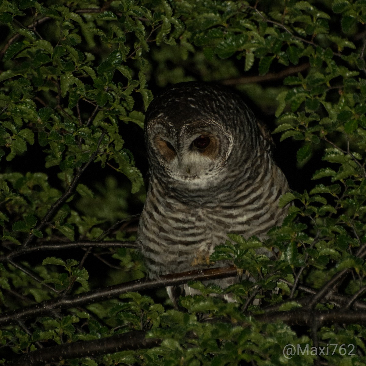 Rufous-legged Owl - Maximiliano Aguilar