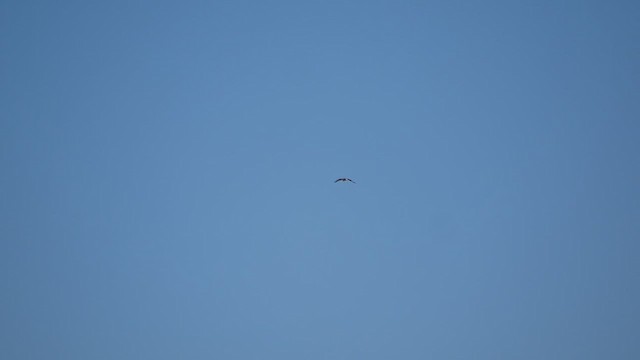 Rough-legged Hawk - ML611122389