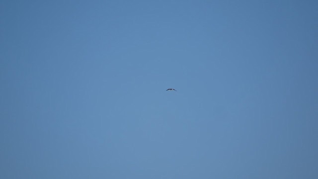 Rough-legged Hawk - ML611122389