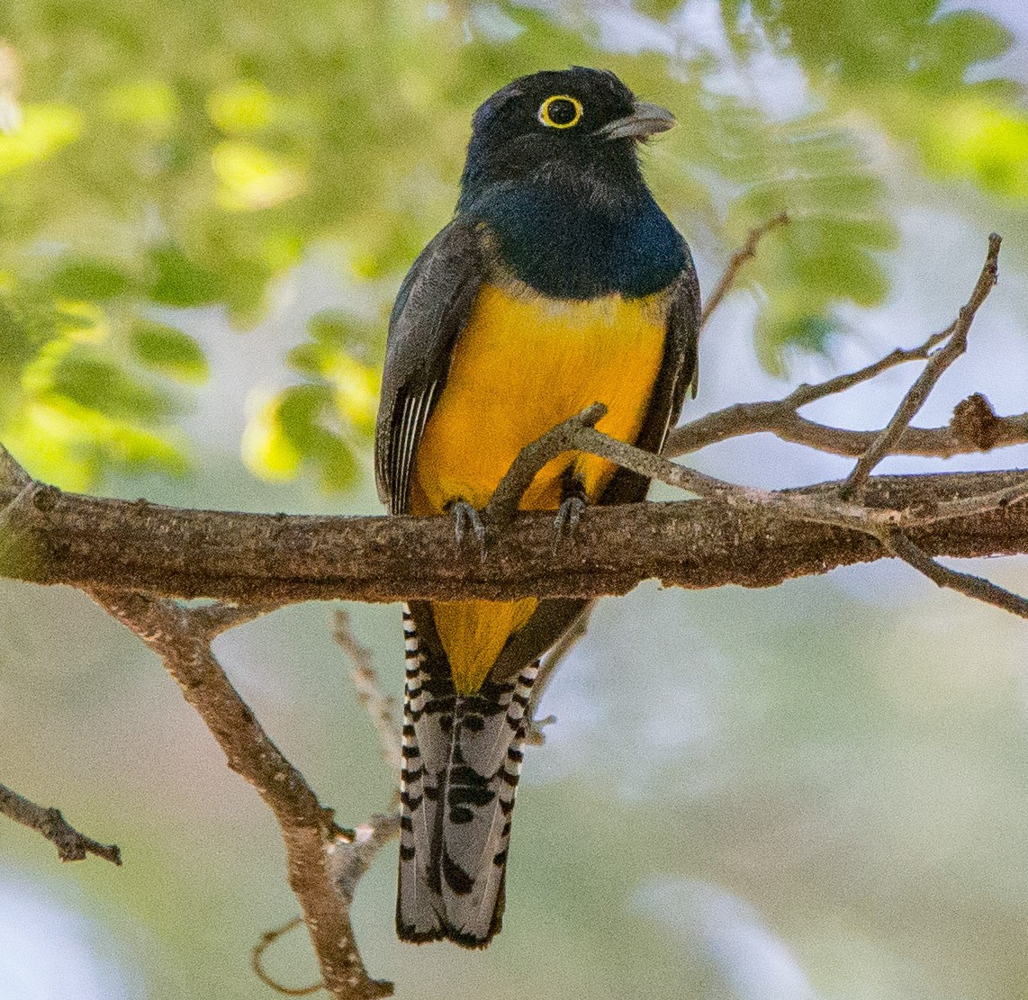 Gartered Trogon - Raúl Álvarez