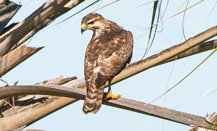 Gray Hawk - Raúl Álvarez