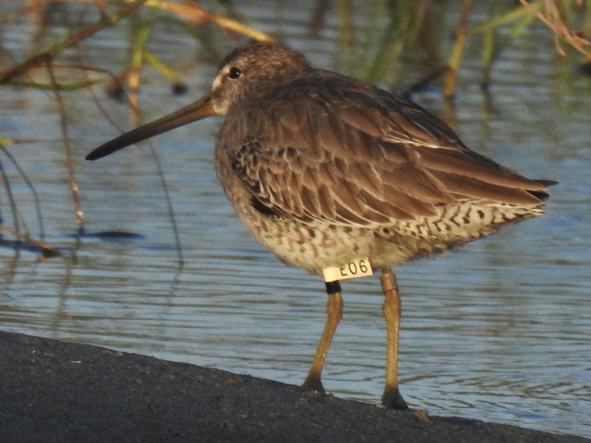 slukovec krátkozobý - ML611122498