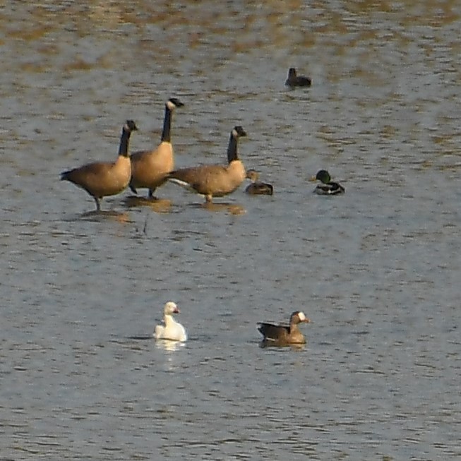 Greater White-fronted Goose - ML611122516