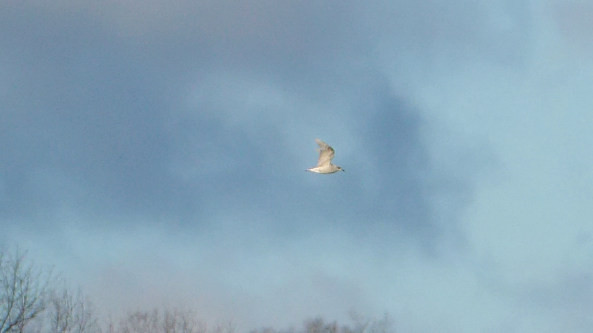 Iceland Gull (kumlieni/glaucoides) - Chris Chappell