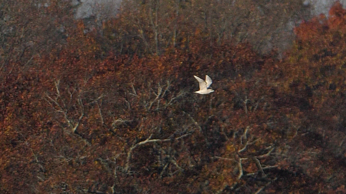 Iceland Gull (kumlieni/glaucoides) - Chris Chappell