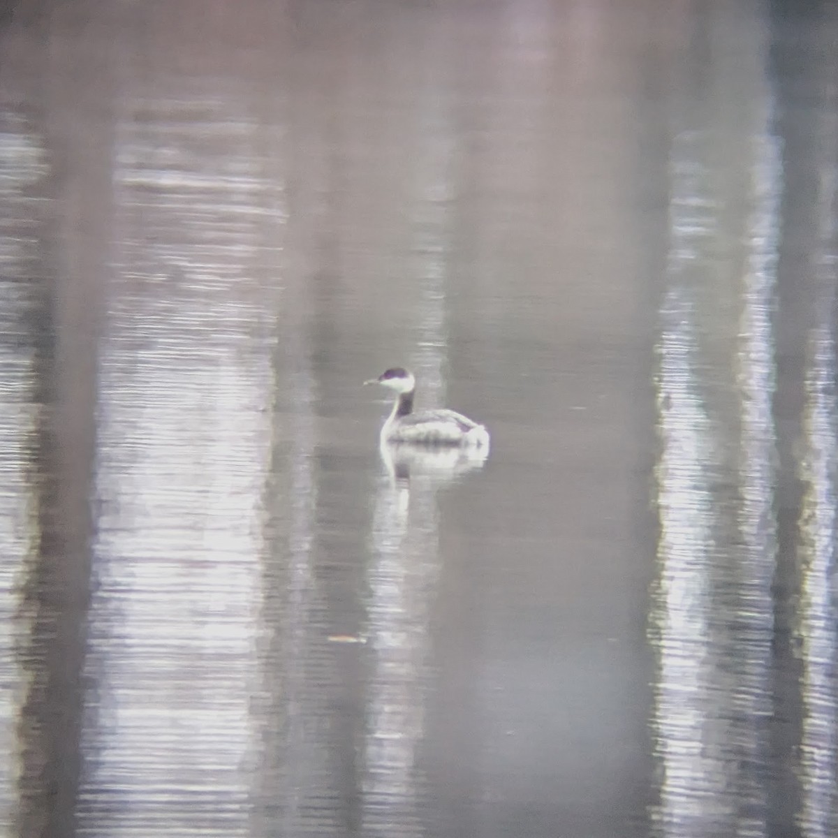 Horned Grebe - ML611122574