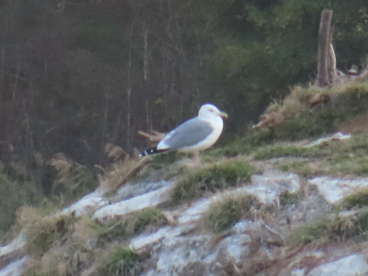 Herring Gull (Mongolian) - ML611122618