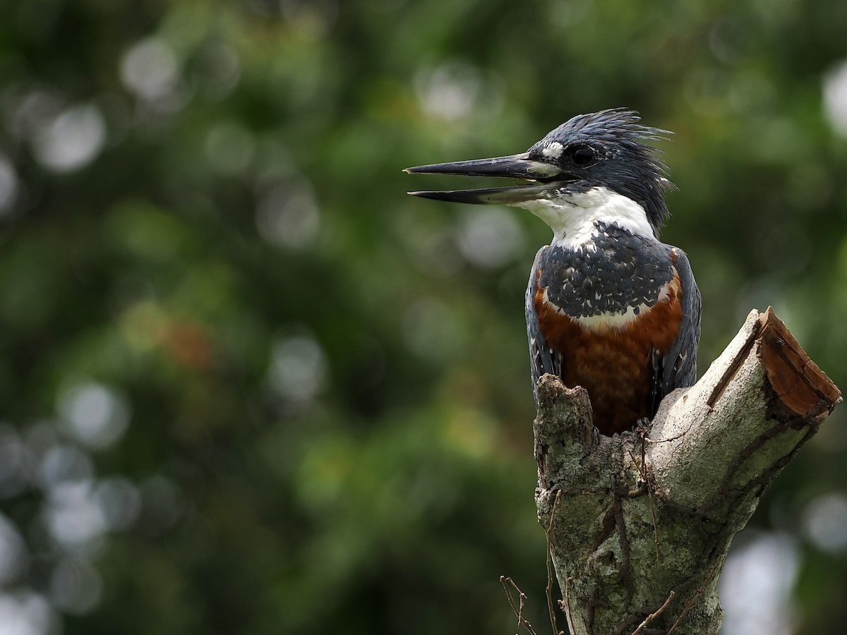 Ringed Kingfisher - ML611122761