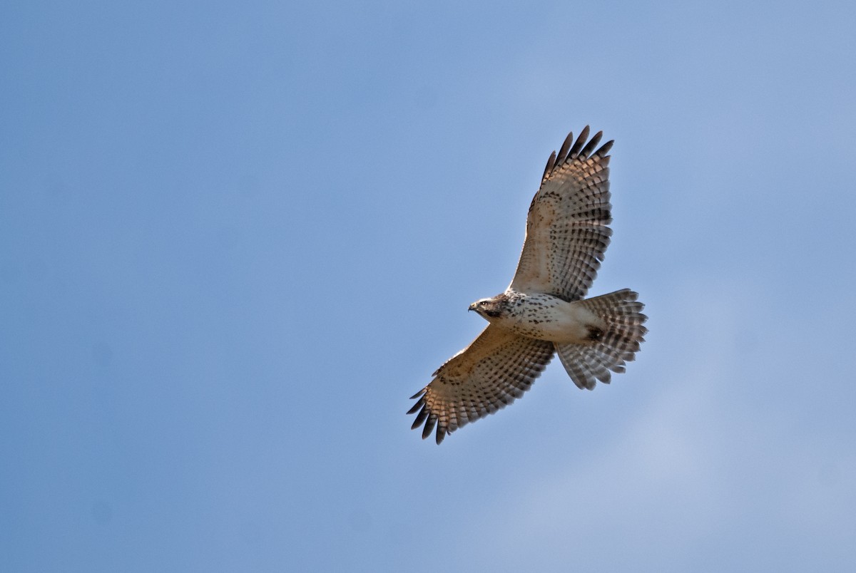 Red-shouldered Hawk - ML611122767