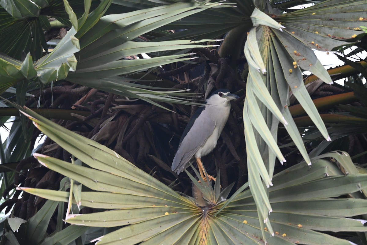 Black-crowned Night Heron - ML611122837